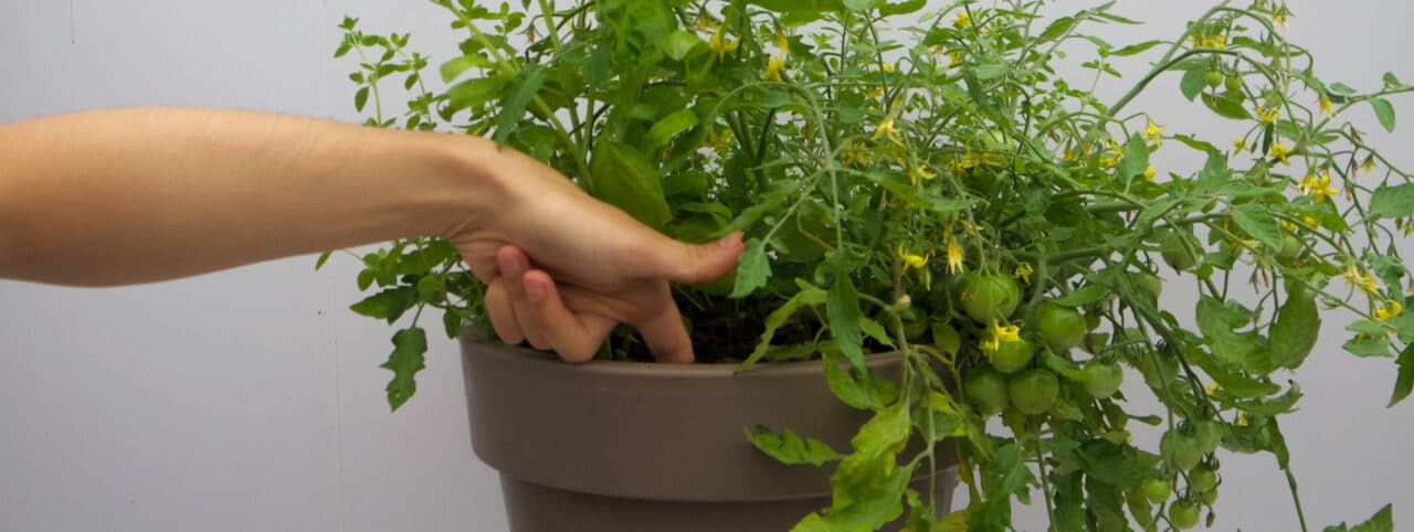  person checking soil in plant pot, with their finger to find out if a plant needs watering