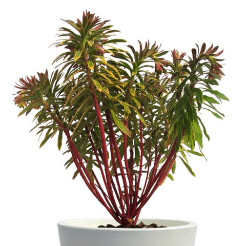 Euphorbia 'Ascot Rainbow'