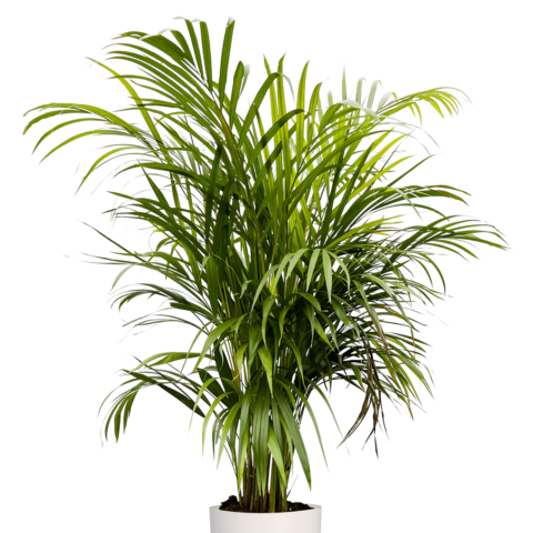 Areca palm