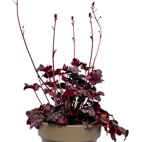 Heuchera 'Obsidian'