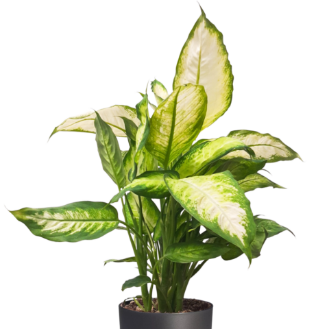 Dieffenbachia 'Camille'