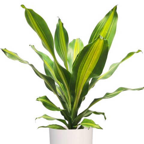 Dracaena 'Burley'