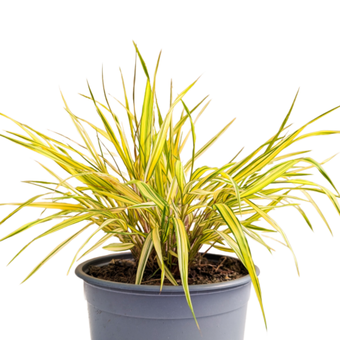 Japanese forest grass 'Aurea'